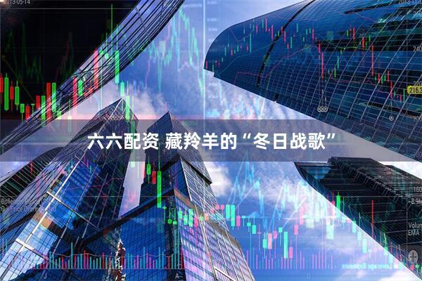 六六配资 藏羚羊的“冬日战歌”